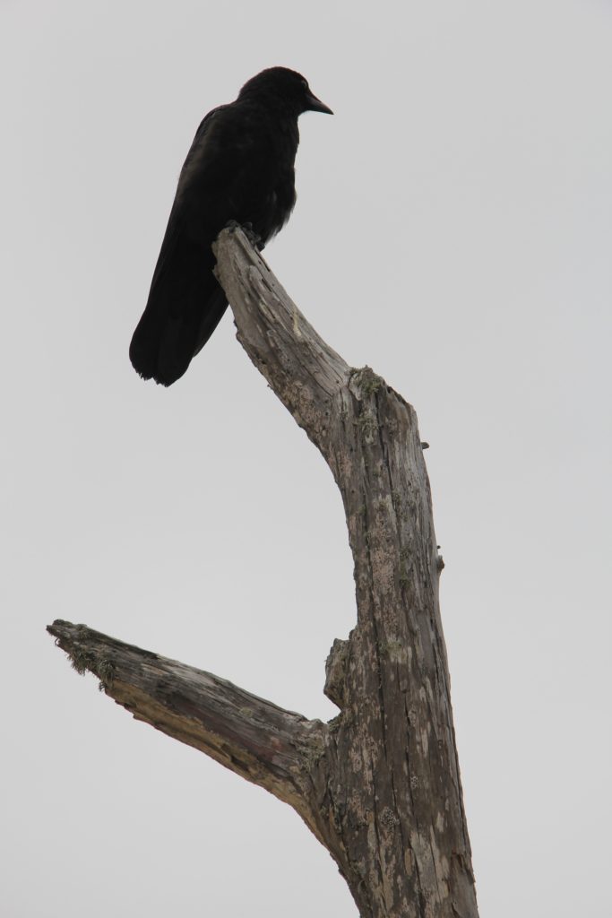 crow on tree stump