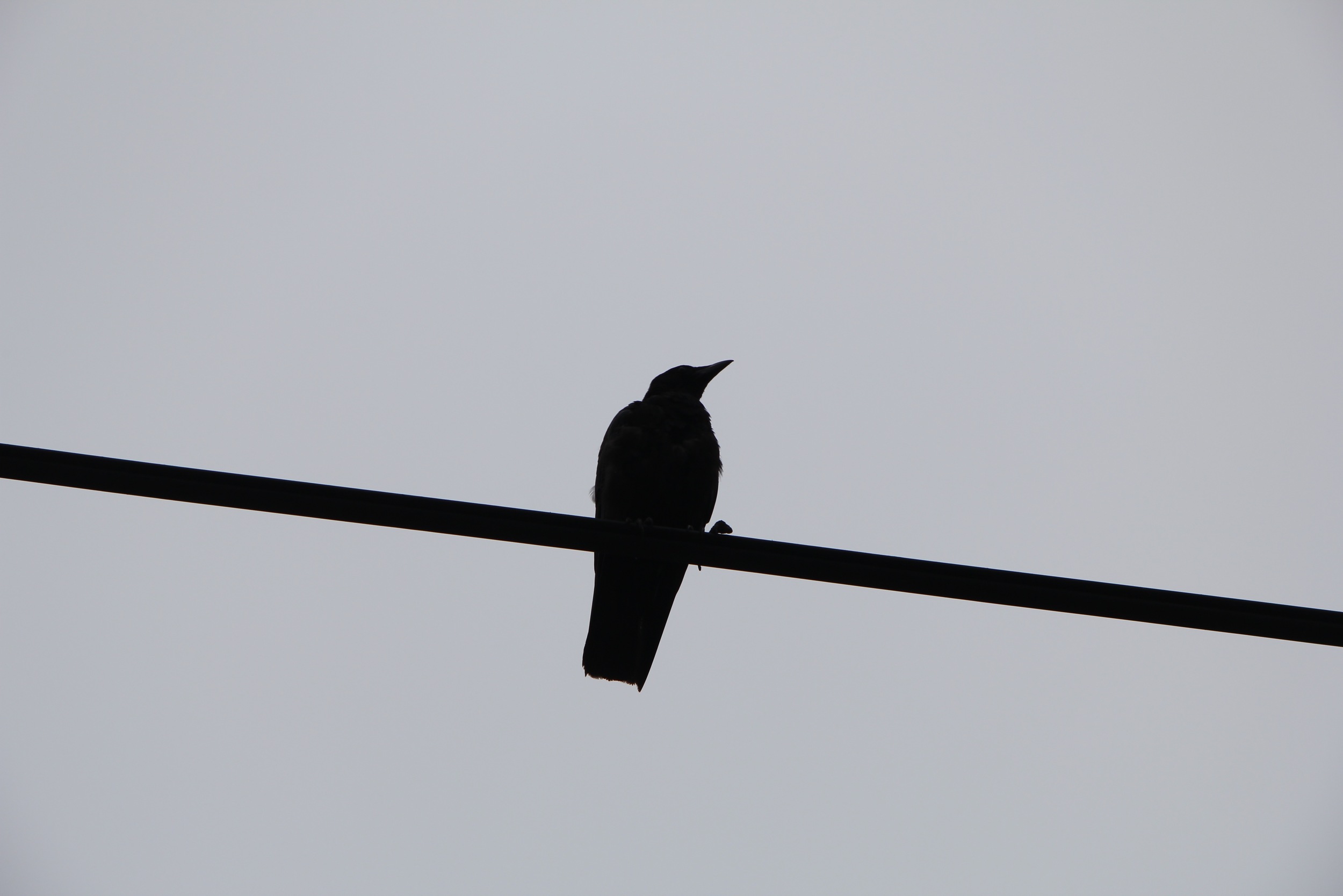 crow on wire