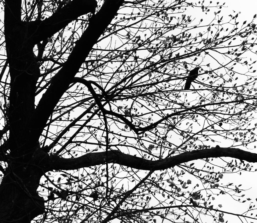 crow in almost leafless tree, black and white image